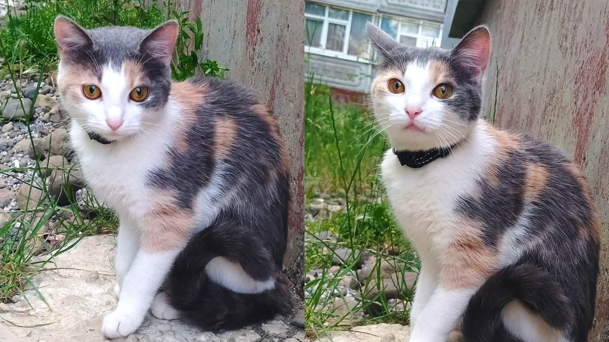 Коломийські пухнастики шукають нових господарів 1