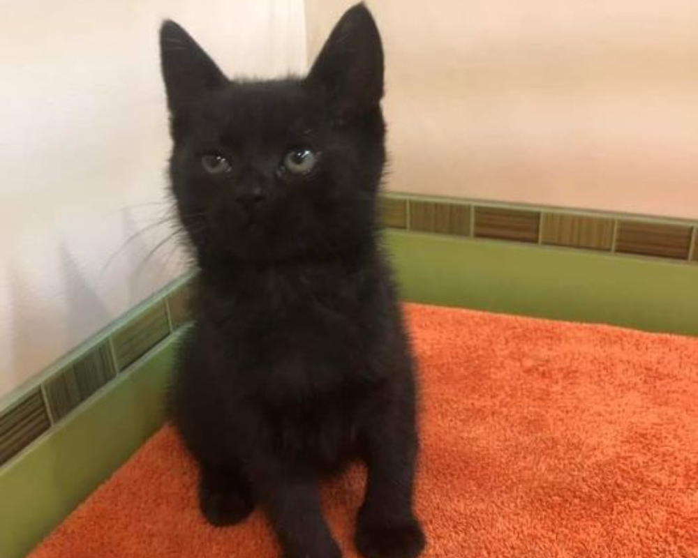 Коломийські пухнастики шукають нову родину 3