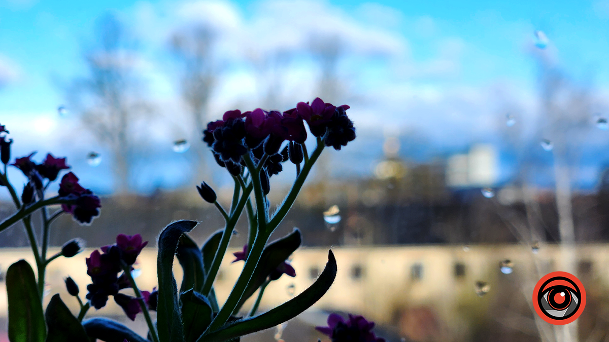 Писанкова у зелені та квітах | Фоторепортаж з травня 2024 7