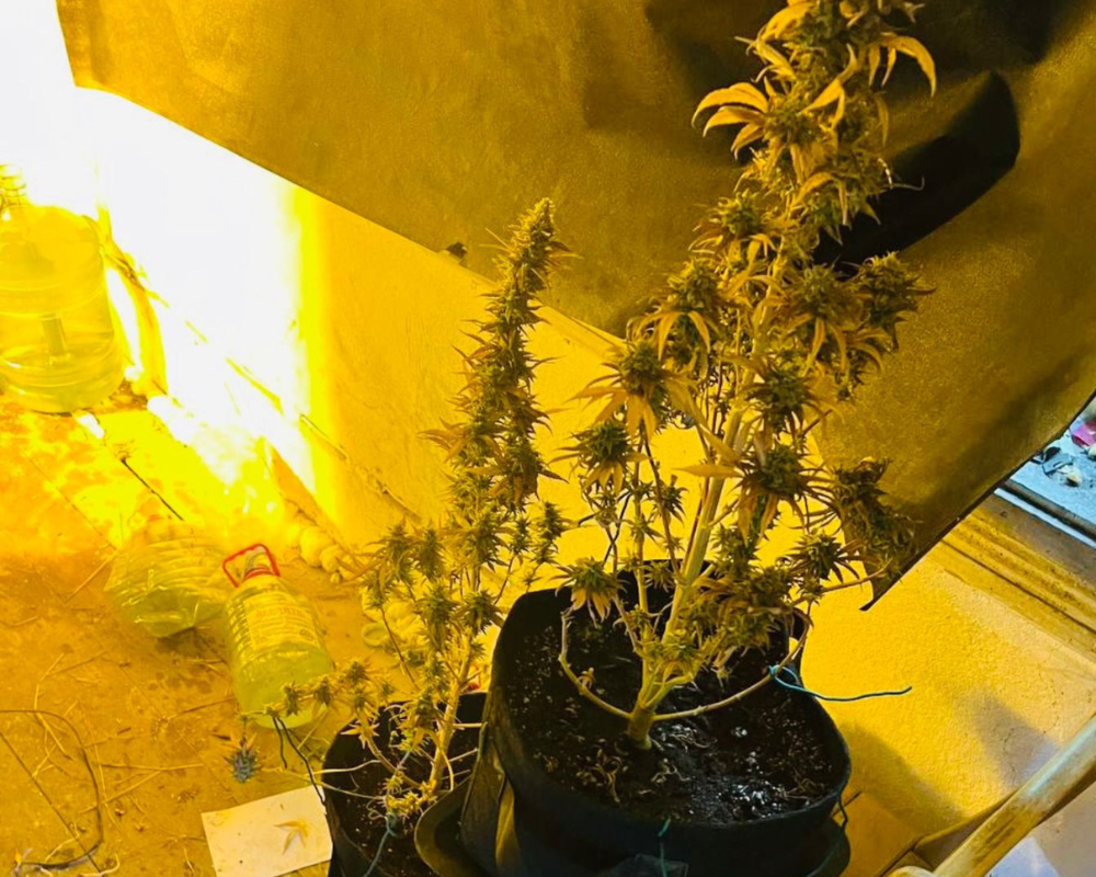 Коломиянин вирощував коноплю в орендованому будинку 2