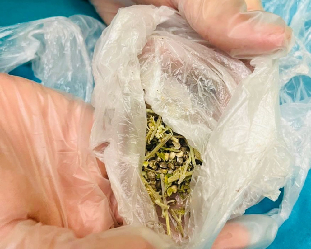 Коломиянин вирощував коноплю в орендованому будинку 1