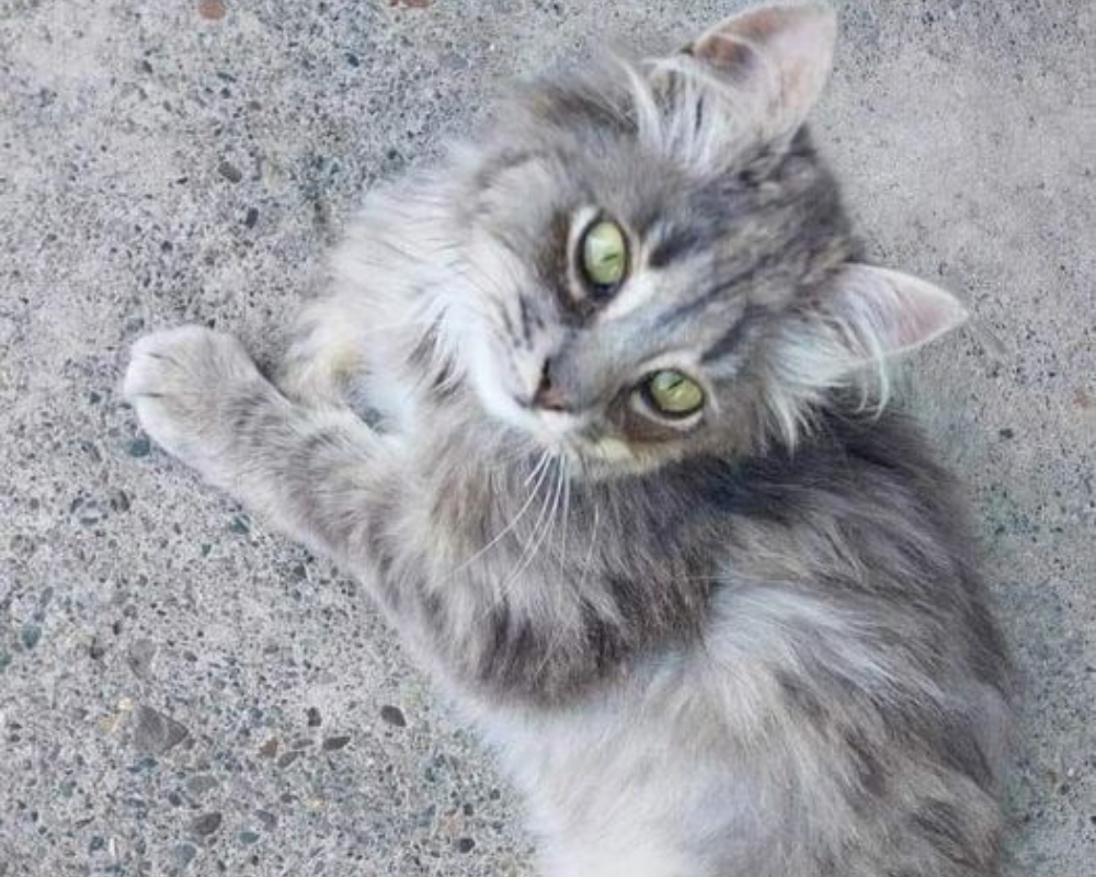 Пухнастики Коломиї шукають нових господарів 3