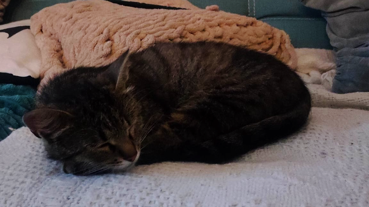 Коломийські пухнастики шукають нових господарів 5