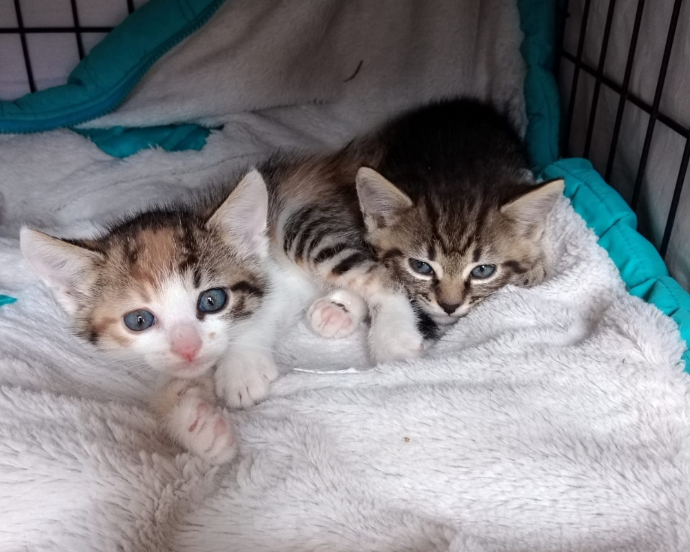 Коломийські чотирилапі шукають люблячу родину 3