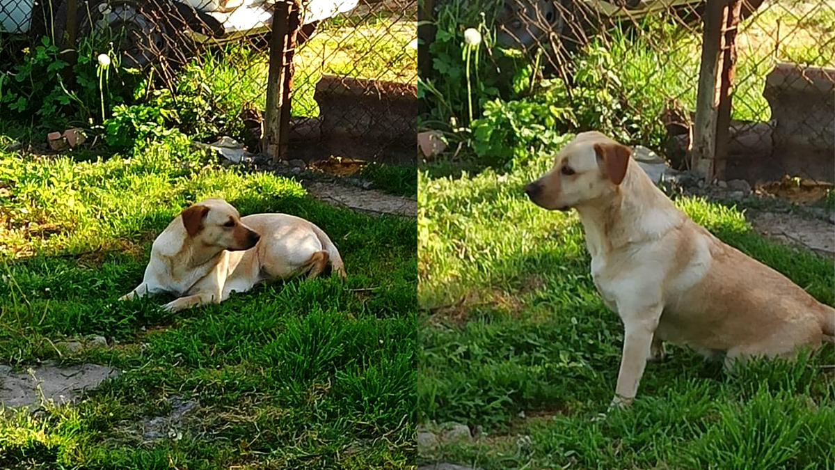 Коломийські пухнастики шукають нових господарів 2