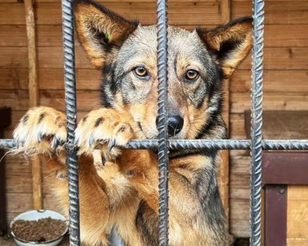 Пухнастики Коломиї шукають нових господарів 2