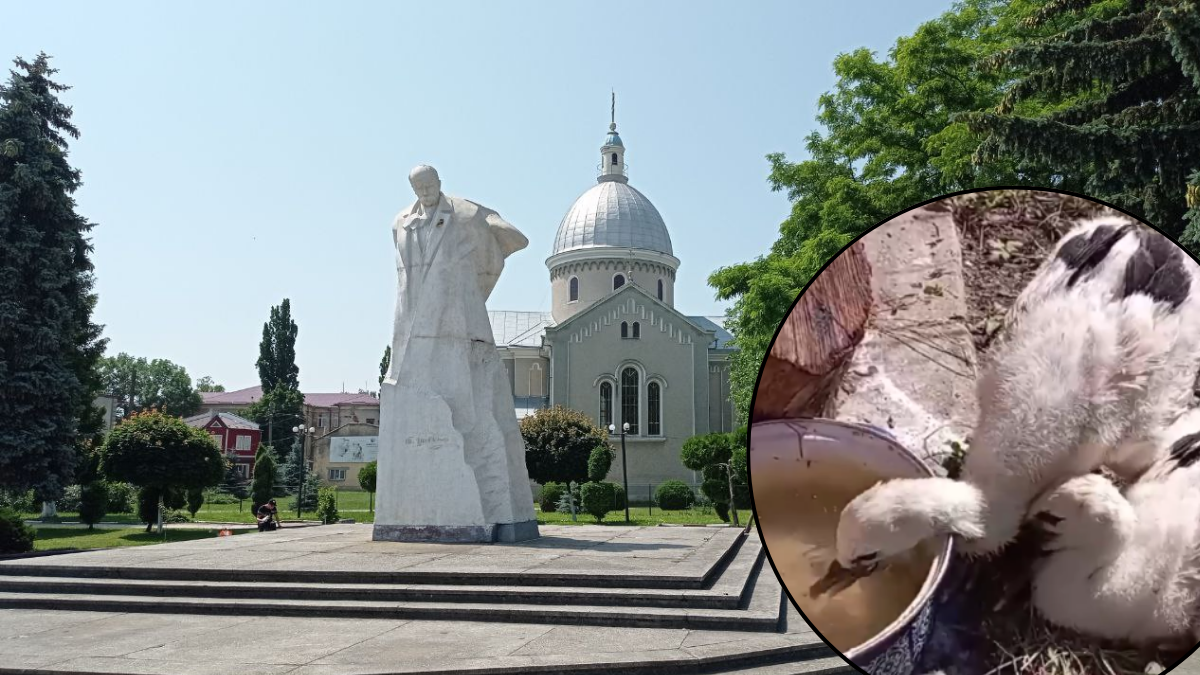 Снятинські енергетики врятували лелеченят, які залишилися без гнізда