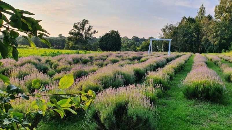 Заспокійливе: добірка лавандових полів неподалік Коломиї 2