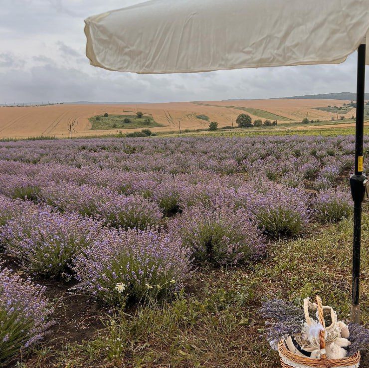 Заспокійливе: добірка лавандових полів неподалік Коломиї 4
