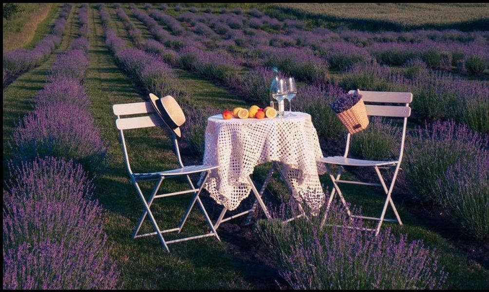 Заспокійливе: добірка лавандових полів неподалік Коломиї 5