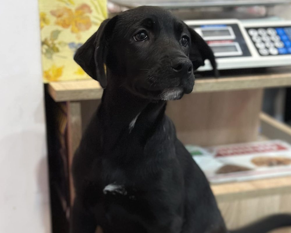 Коломийські пухнастики шукають нову родину 2