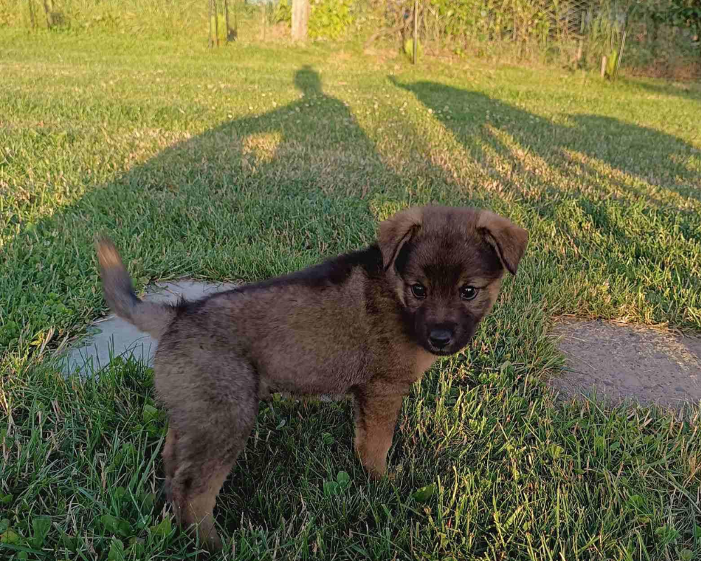 Пухнастики Коломиї шукають нових господарів 1