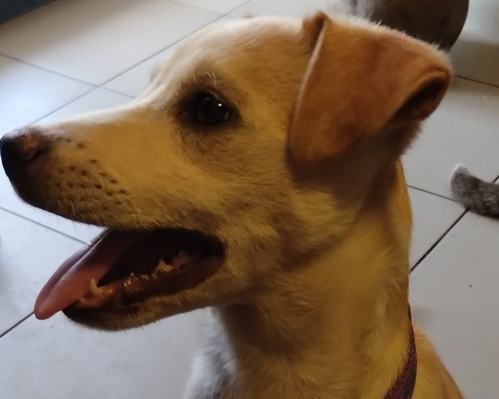 Коломийські пухнастики шукають нову родину 5