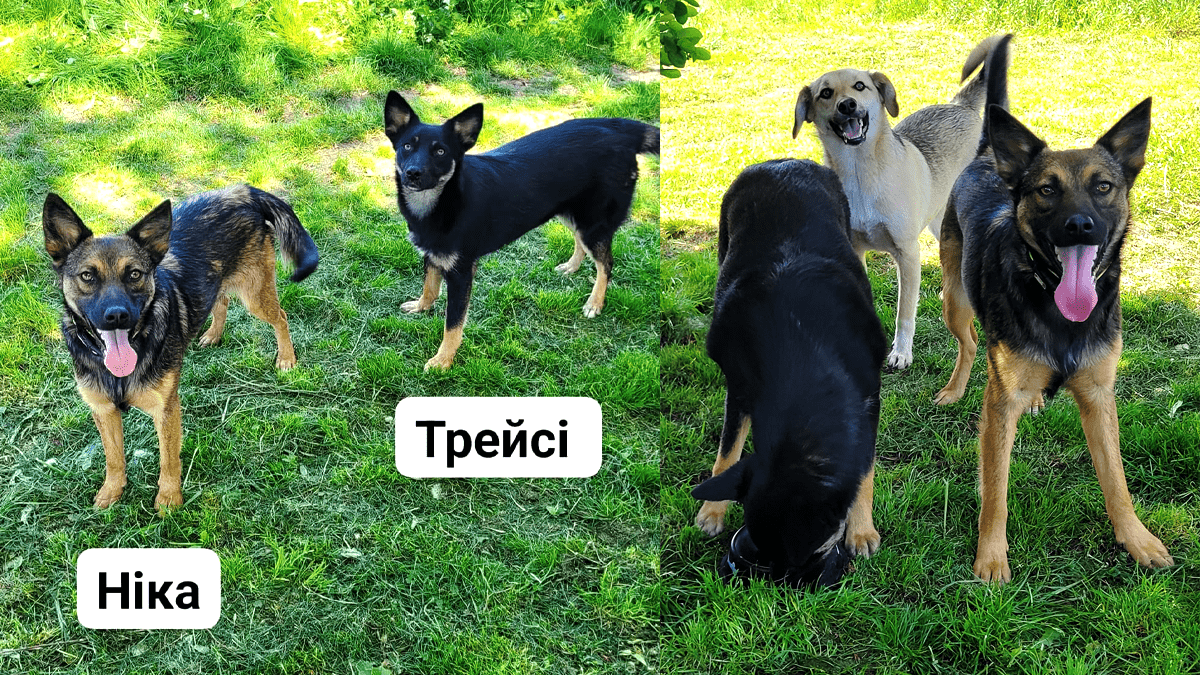 Коломийські пухнастики шукають нових господарів 4