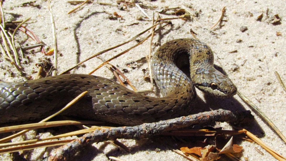 Що робити, якщо зустріли змію?