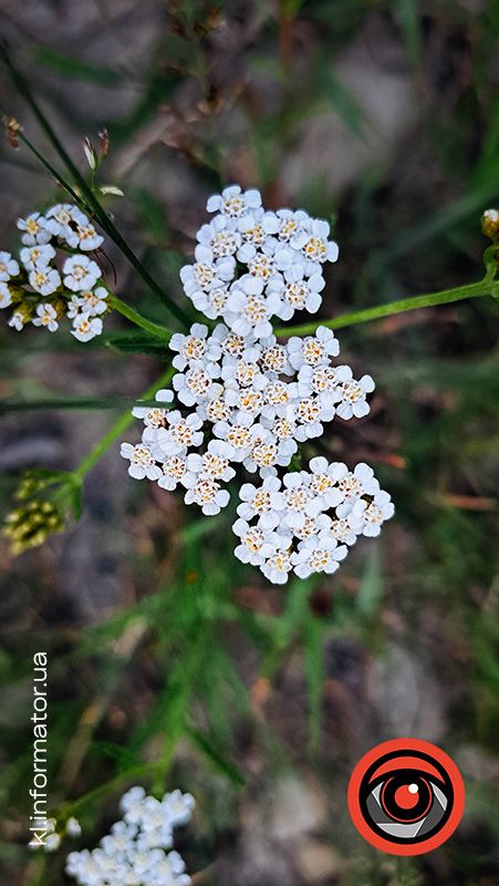 Ботанічна прогулянка літнім озером неподалік Шевченківського парку | Фоторепортаж 10