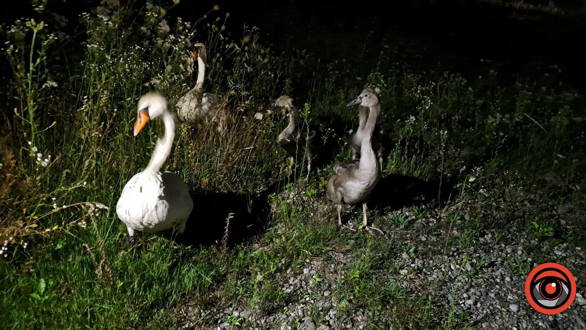 У Коломиї небайдужі врятували сім'ю лебедів 1