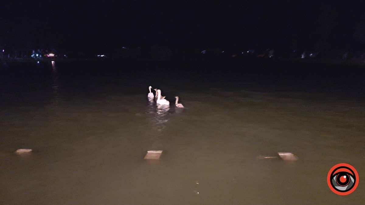 У Коломиї небайдужі врятували сім'ю лебедів 2