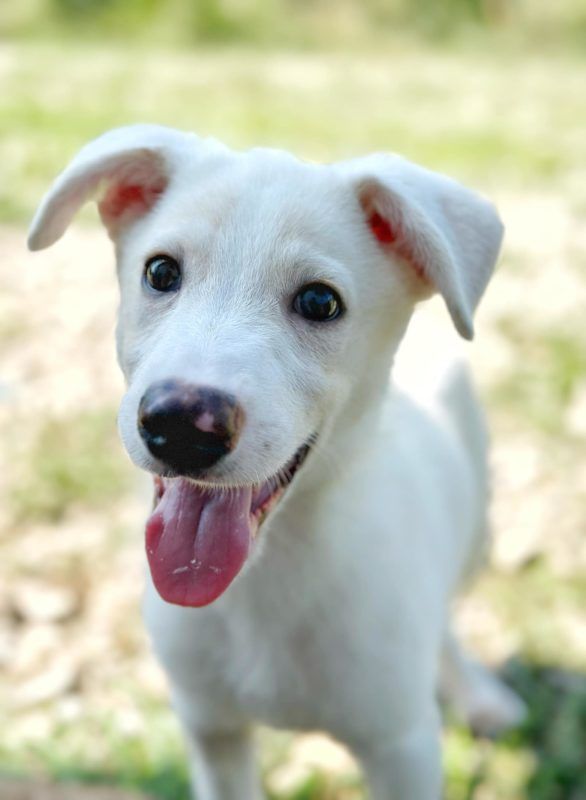 Коломийські чотирилапі шукають люблячу родину 5