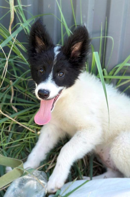 Коломийські чотирилапі шукають люблячу родину 4