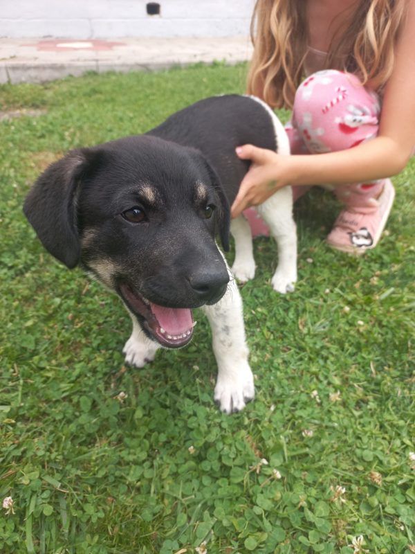 Коломийські пухнастики шукають люблячу родину 3