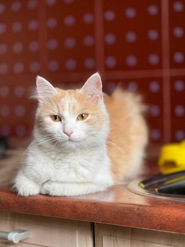 Коломийські пухнастики шукають люблячу родину 5