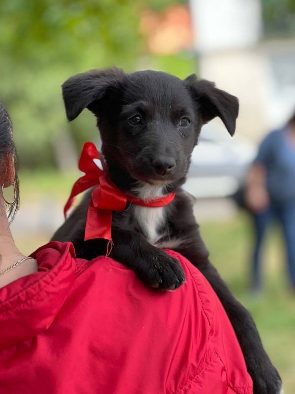 Коломийські пухнастики шукають люблячу родину 4