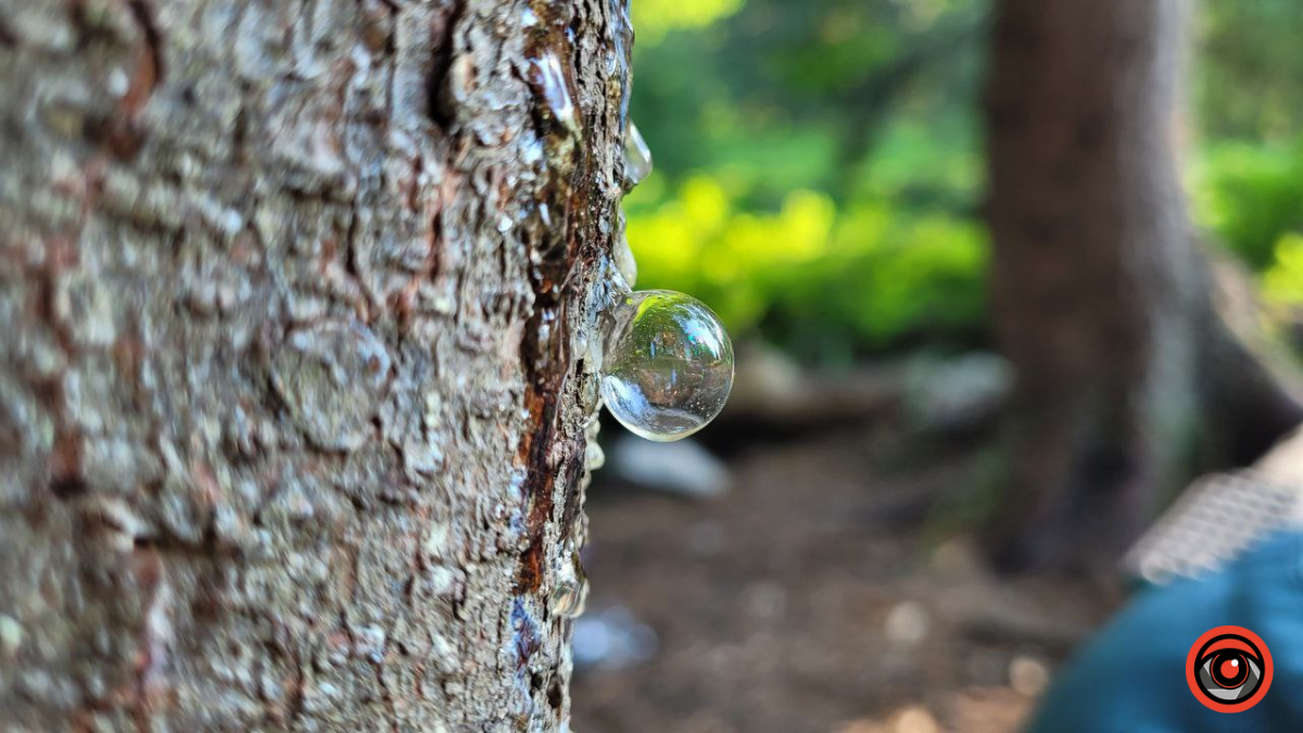 Горганські пейзажі: краса і дикий шарм Карпат 3