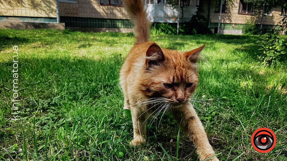 Якою була Коломия в червні 2024 | Фоторепортаж 11