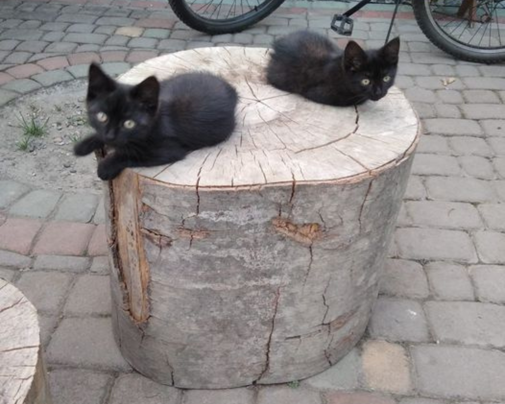 Пухнастики з Коломиї шукають нову родину 6