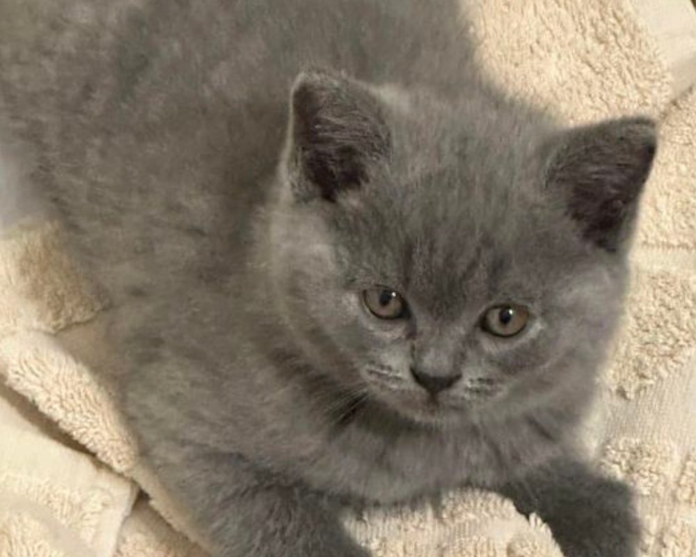 Чотирилапі з Коломиї шукають нову домівку 3