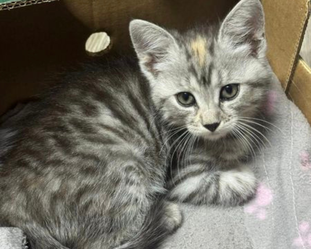 Пухнастики з Коломиї шукають нову родину 3