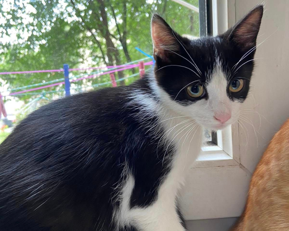 Пухнастики з Коломиї шукають нову родину 1