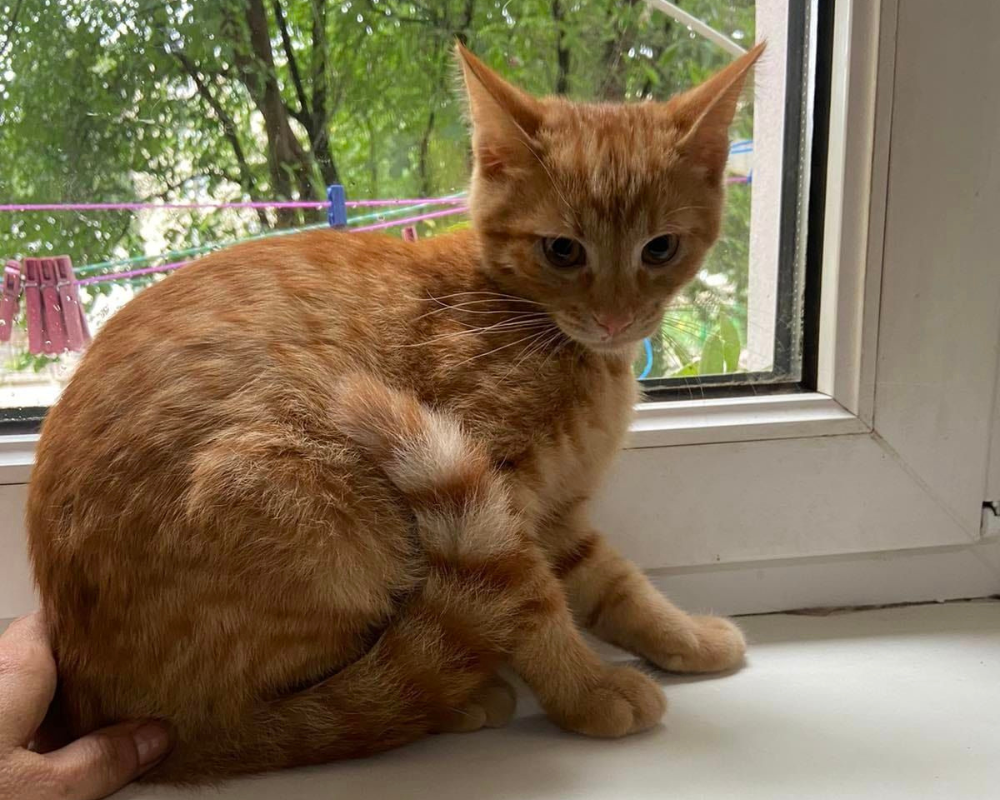 Пухнастики з Коломиї шукають нову родину 2