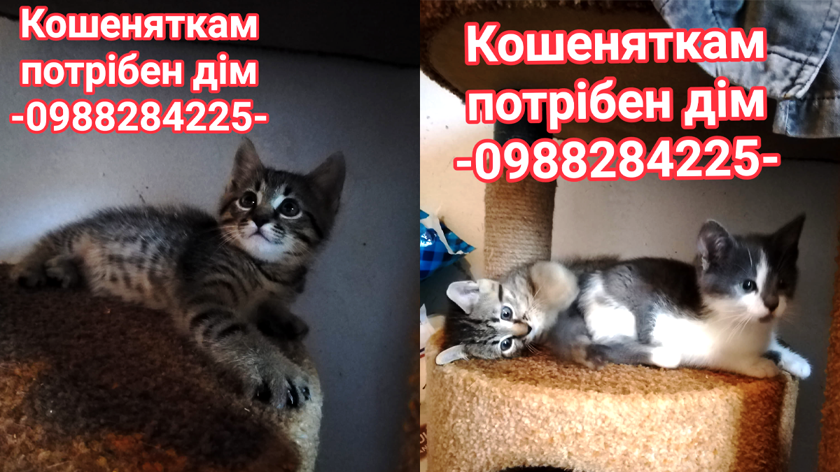 Коломийські пухнастики шукають люблячу родину 2