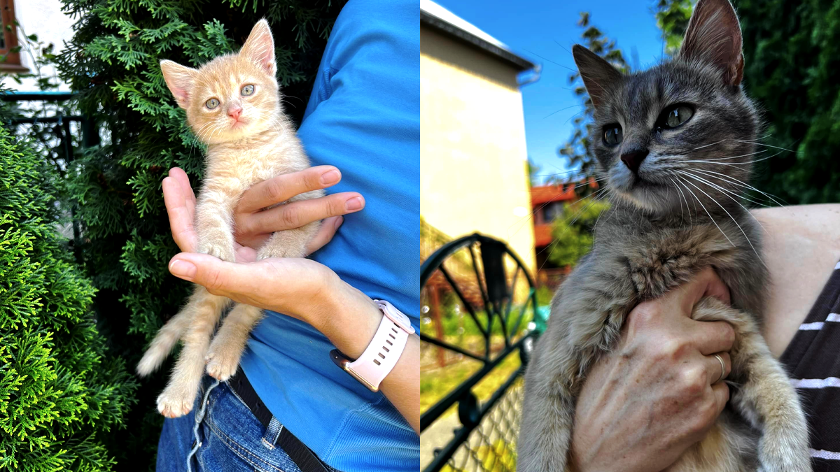 Коломийські пухнастики шукають люблячу родину 1