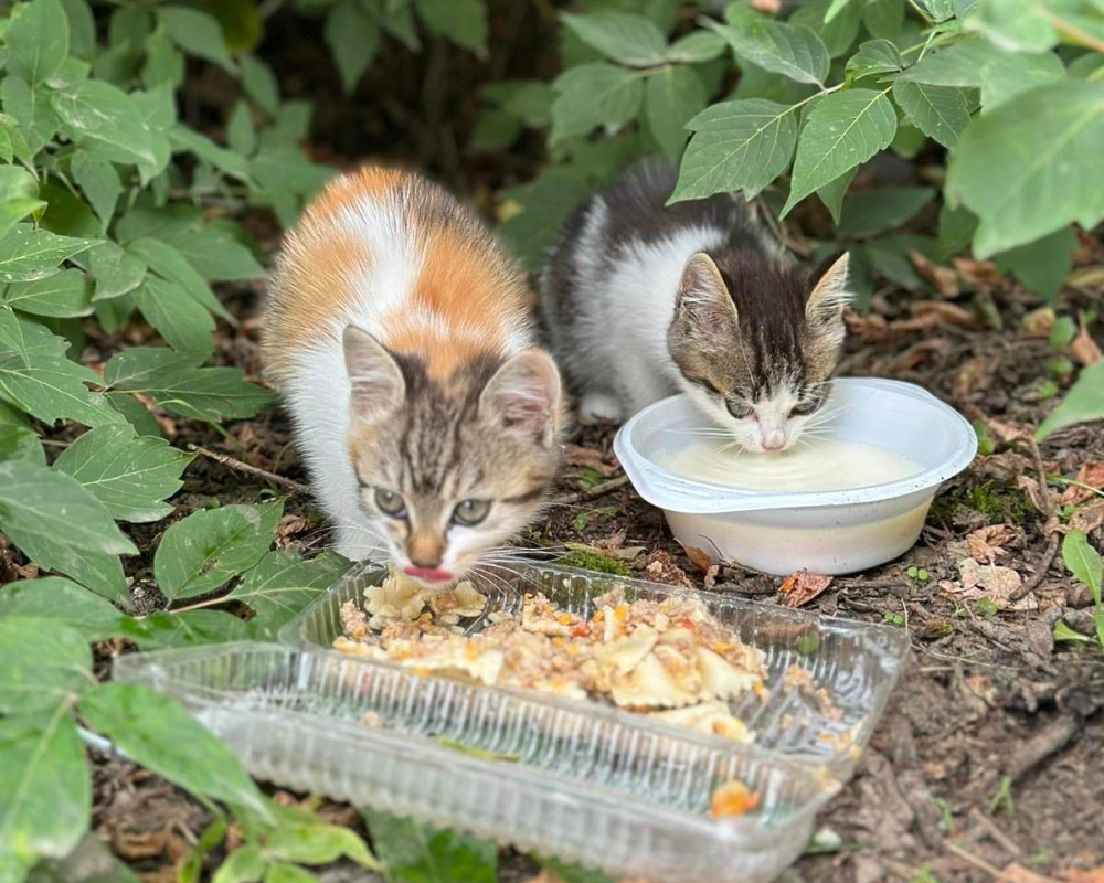 Чотирилапі з Коломиї шукають нову домівку 1