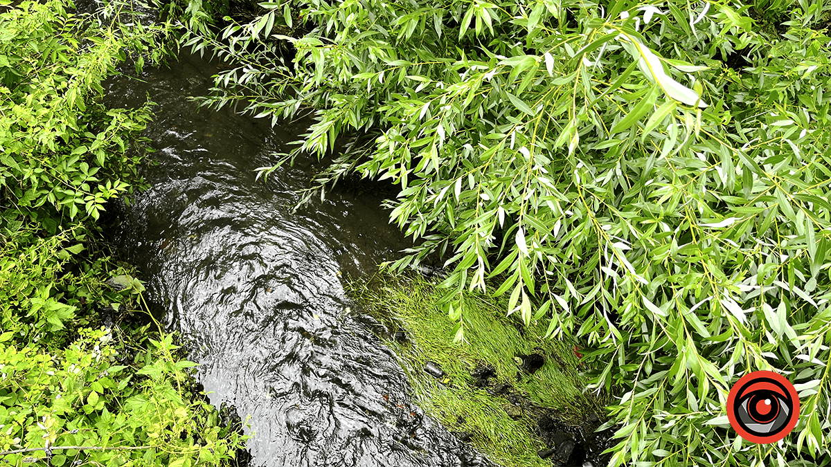 Пляшки, зламані гілки та побутове сміття: як виглядають річки Млинівка та Радилівка у Коломиї та що про це кажуть комунальники 2
