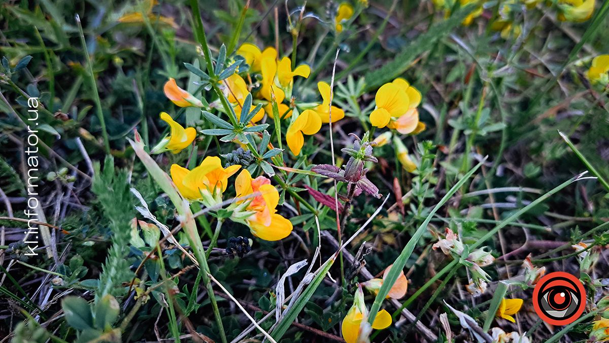 Ботанічна прогулянка літнім озером неподалік Шевченківського парку | Фоторепортаж 8