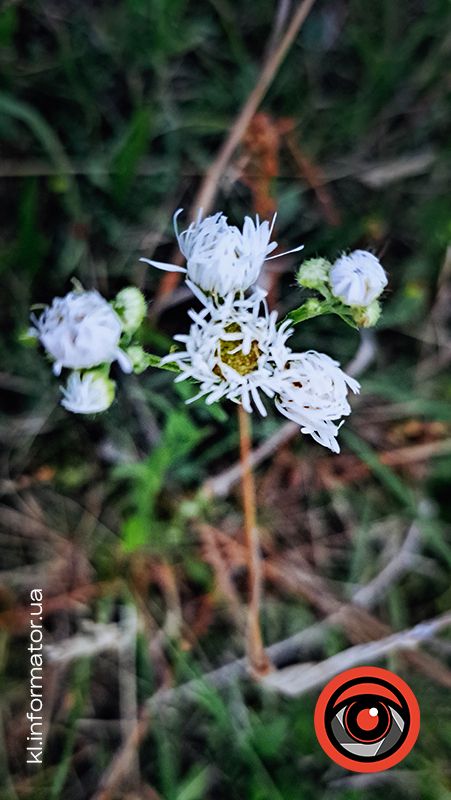 Ботанічна прогулянка літнім озером неподалік Шевченківського парку | Фоторепортаж 9