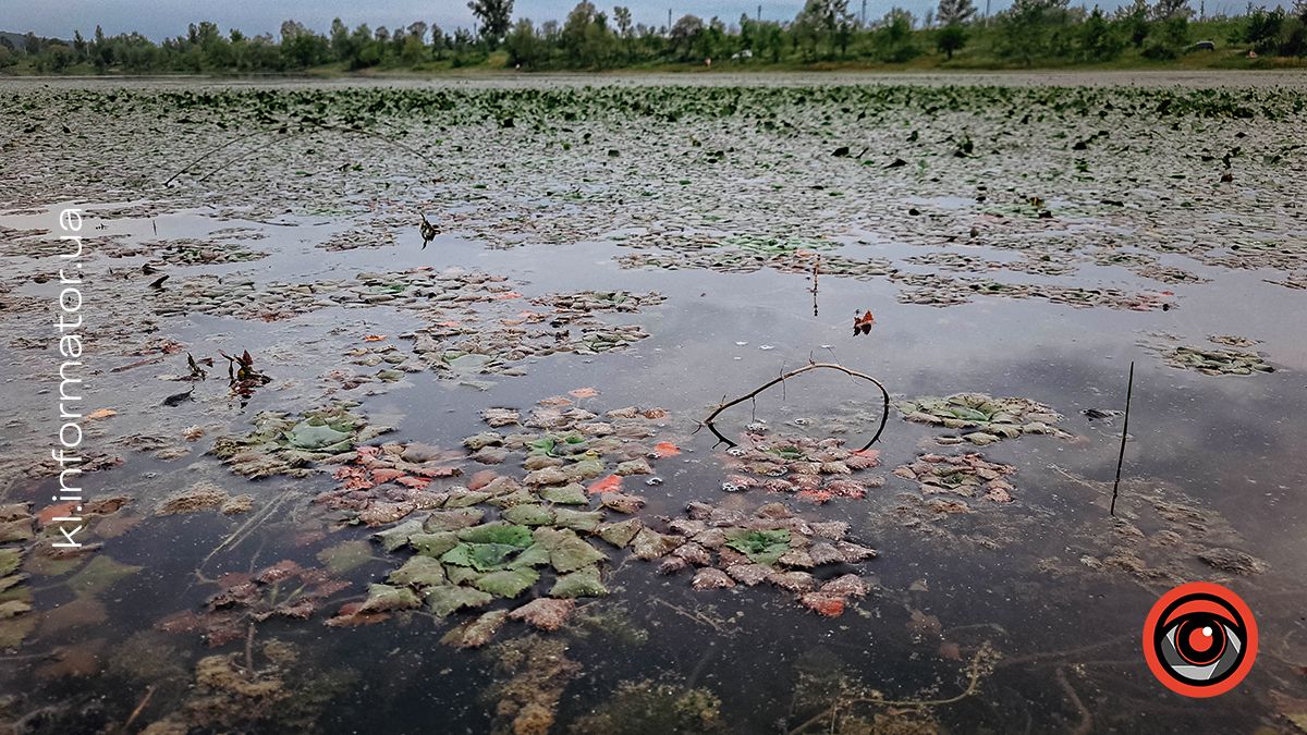 Ботанічна прогулянка літнім озером неподалік Шевченківського парку | Фоторепортаж 7