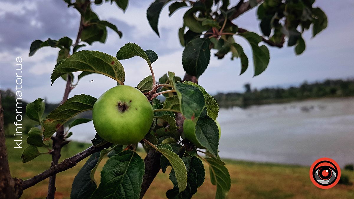 Ботанічна прогулянка літнім озером неподалік Шевченківського парку | Фоторепортаж 5