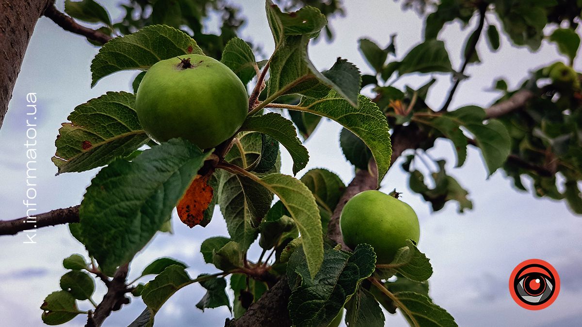 Ботанічна прогулянка літнім озером неподалік Шевченківського парку | Фоторепортаж 4