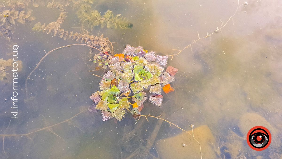 Ботанічна прогулянка літнім озером неподалік Шевченківського парку | Фоторепортаж 6