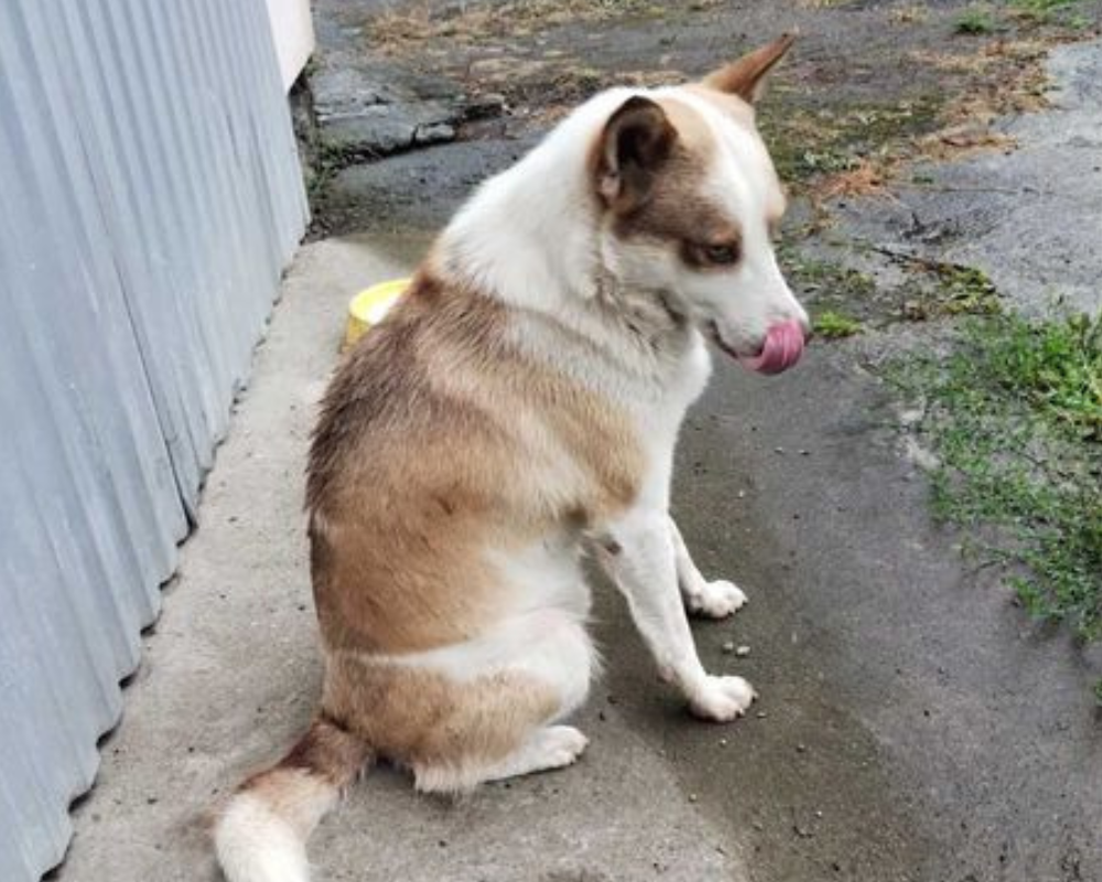 Чотирилапі з Коломиї шукають нову домівку 5