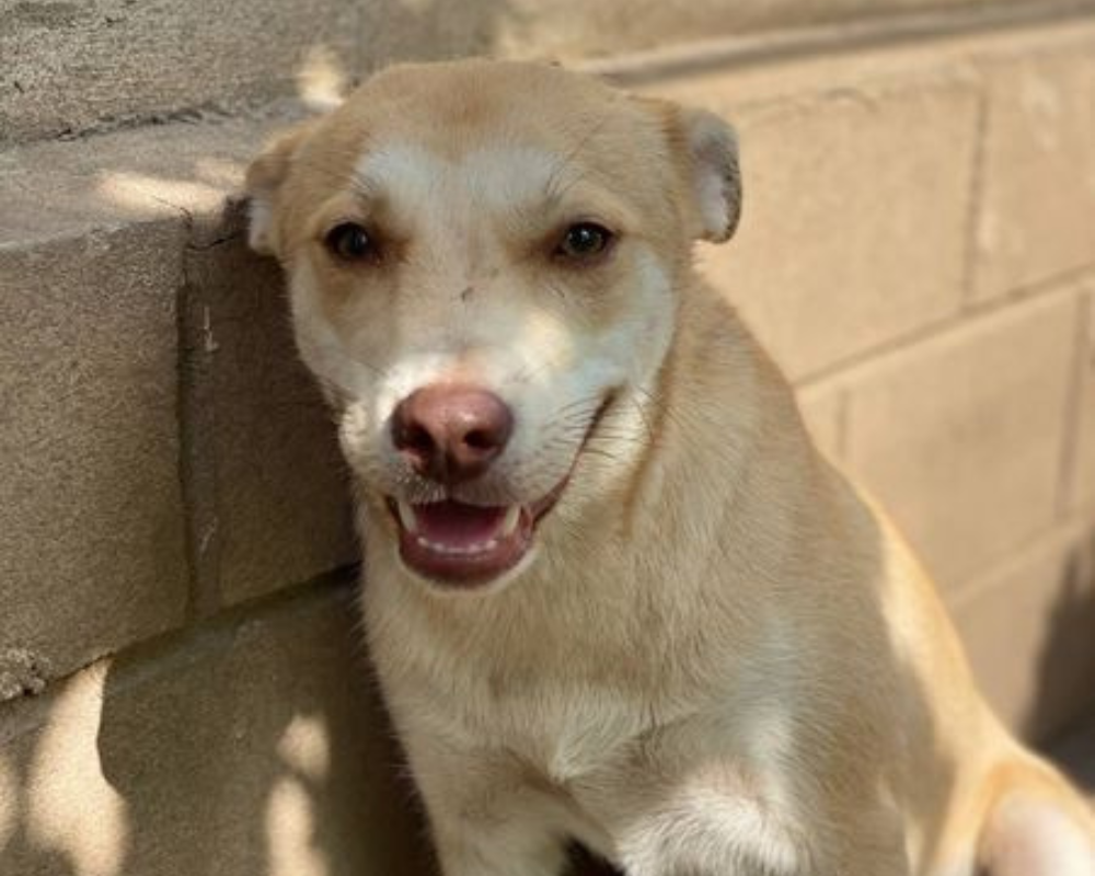 Пухнастики з Коломиї шукають нову родину 4