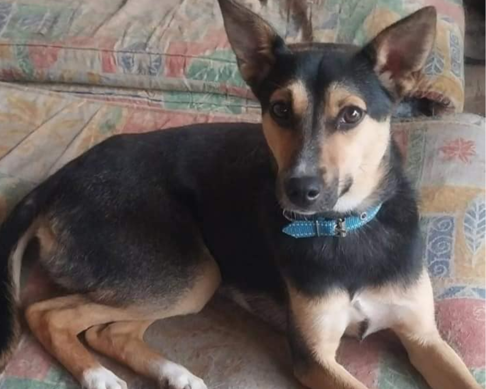 Чотирилапі з Коломиї шукають нову домівку 2