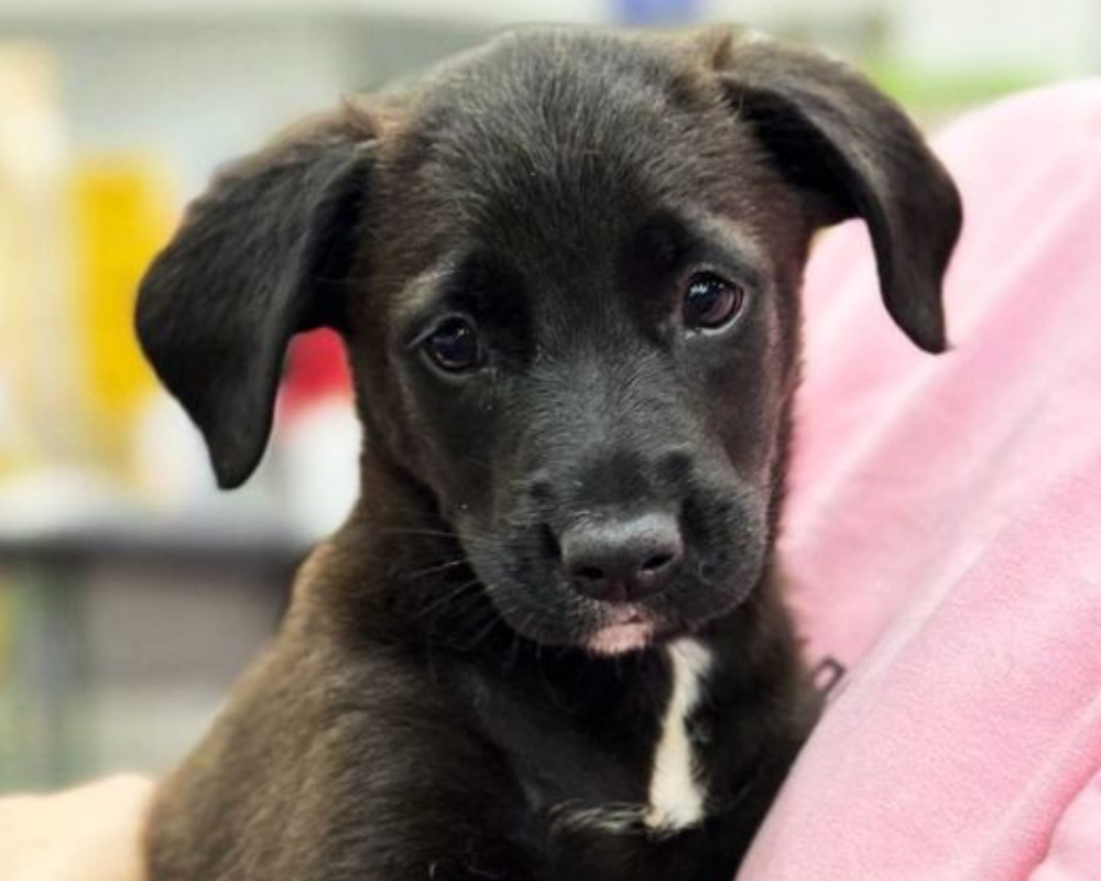 Чотирилапі з Коломиї шукають нову домівку 4