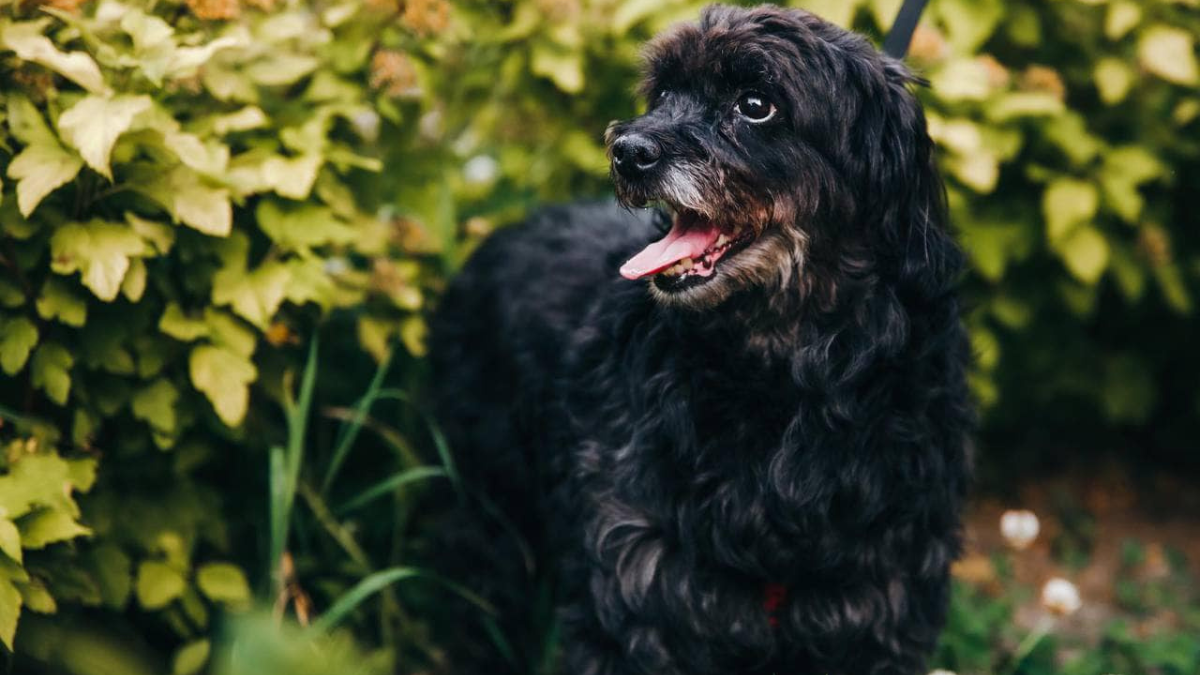 Пухнастики з Коломиї шукають нову родину 5