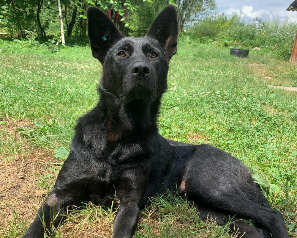 Пухнастики з Коломиї шукають нову родину 7